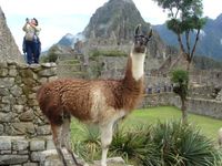 Lama auf Machu Picchu
